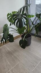 Monstera plant and pot image 1
