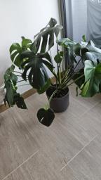 Monstera plant and pot image 2