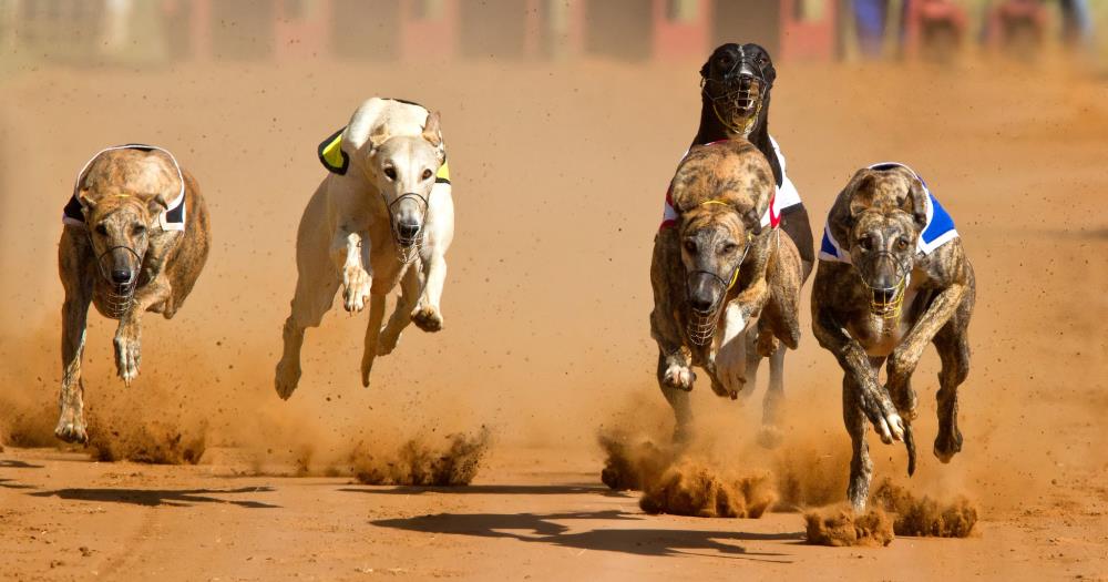 are greyhounds faster than race horses