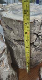 Petrified Wood Slabs image 9