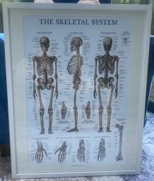 3 large frames anatomy posters image 1
