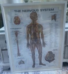 3 large frames anatomy posters image 2