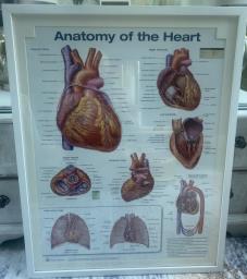 3 large frames anatomy posters image 3