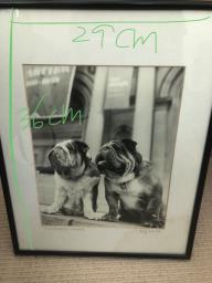 Dogs  photo black  white image 1
