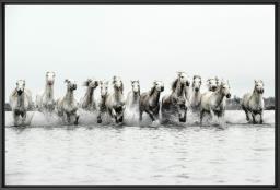 Horse Power New Limited Edition Art image 1