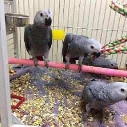 All Congo African greys we sell image 1