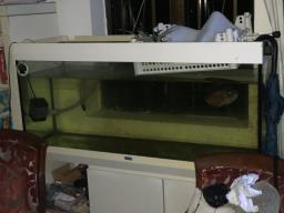 Big fish tank with a big fish etc image 1