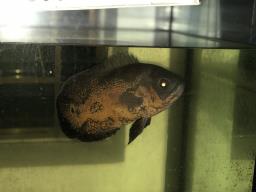 Big fish tank with a big fish etc image 2