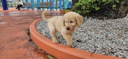 Lovely adorable puppy golden retriever image 1