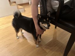 New Home for an Intelligent Shiba Inu image 1