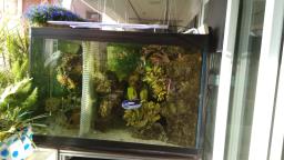 120cm coral fish tank image 1