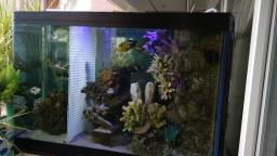 120cm coral fish tank image 2