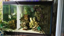 120cm coral fish tank image 4