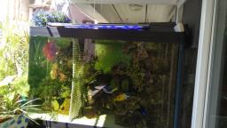 120cm coral fish tank image 3