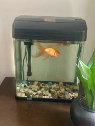 Fish Tank Small w fan tailed goldfish image 1