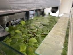 Free Amazon Frogbit image 1