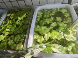 Free Amazon Frogbit image 4