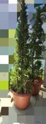 Free Chinese Juniper image 1