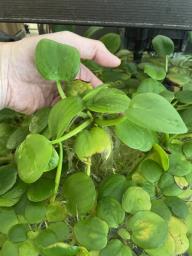 Free Large Amazon Frogbit image 3