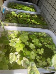 Free Outdoor-grown Aquarium Plants image 1