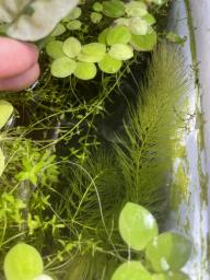 Free Outdoor-grown Aquarium Plants image 3