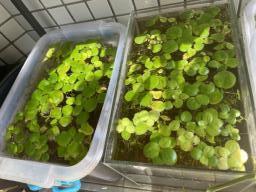 Free Outdoor-grown Aquarium Plants image 5