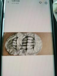 Green and white floating bed and bump image 4