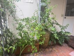Lots of plants and folding chairs image 5