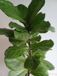 A healthy Ficus pandurata Hance image 2