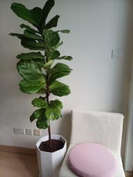 A healthy Ficus pandurata Hance image 1