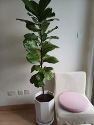 A healthy Ficus pandurata Hance image 3