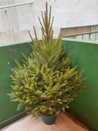Order your xmas tree now Free delivery image 10