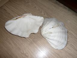 shells image 1