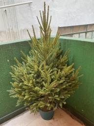 Xmas tree  Free Delivery All Over Hk image 1