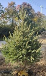 Xmas tree  Free Delivery All Over Hk image 7