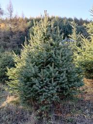 Xmas tree  Free Delivery All Over Hk image 10