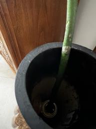 Zen Bamboo Vase image 3