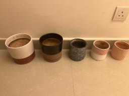 5 Pot plants image 1