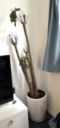 Large White Porcelain Plant Pot image 1