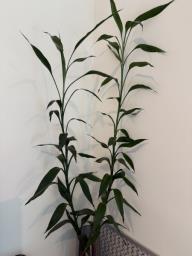Plant image 1