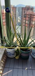 Aloe vera  height 67 cm image 1