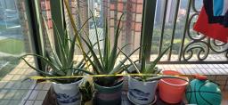 Aloe vera  height 67 cm image 3
