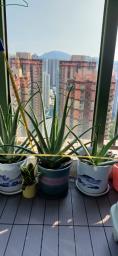 Aloe vera  height 80 cm image 2