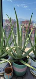 Aloe vera  height 80 cm image 2