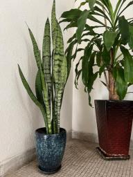 120cm H Sansevieria Trifasciata image 1