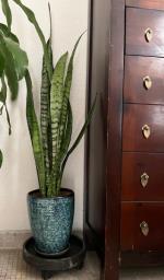 120cm H Sansevieria Trifasciata image 2