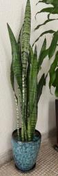 120cm H Sansevieria Trifasciata image 3