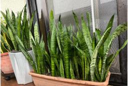 60cm width of Sansevieria Trifasciata image 1