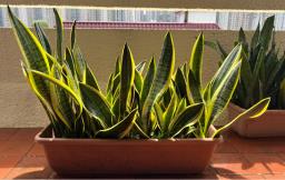 60cm width Sansevieria Trifasciata Pots image 1