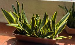 60cm width Sansevieria Trifasciata Pots image 2